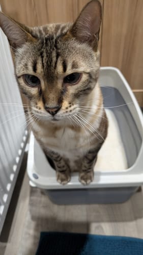 Customer photo review of 1 Month Supply – 1 Cat