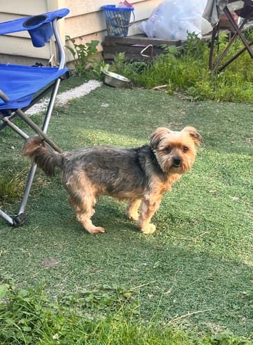 Customer photo review of Dog Custom Embroidered Photo Hoodie