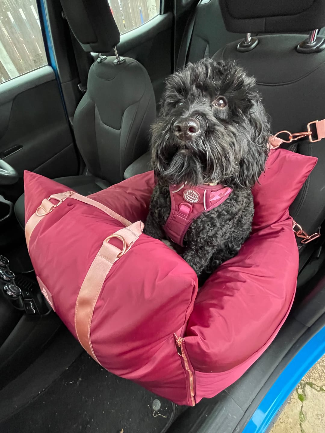 Customer photo review of Travel Dog Pod - Rosewood