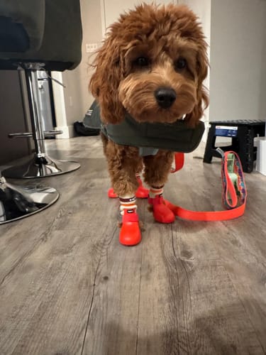 Customer photo review of WagWellies® by wagwear