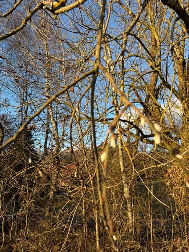 Customer photo review of Gärtopf mit Deckel & Gewichten