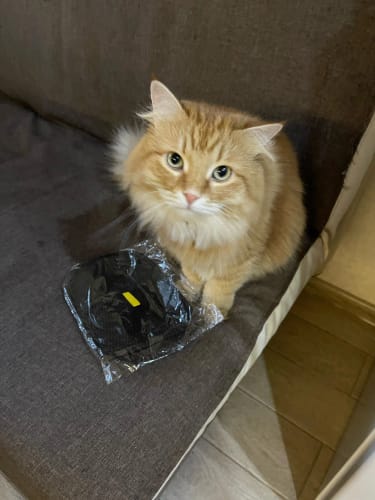 Customer photo review of Pet Hair Removal Glove