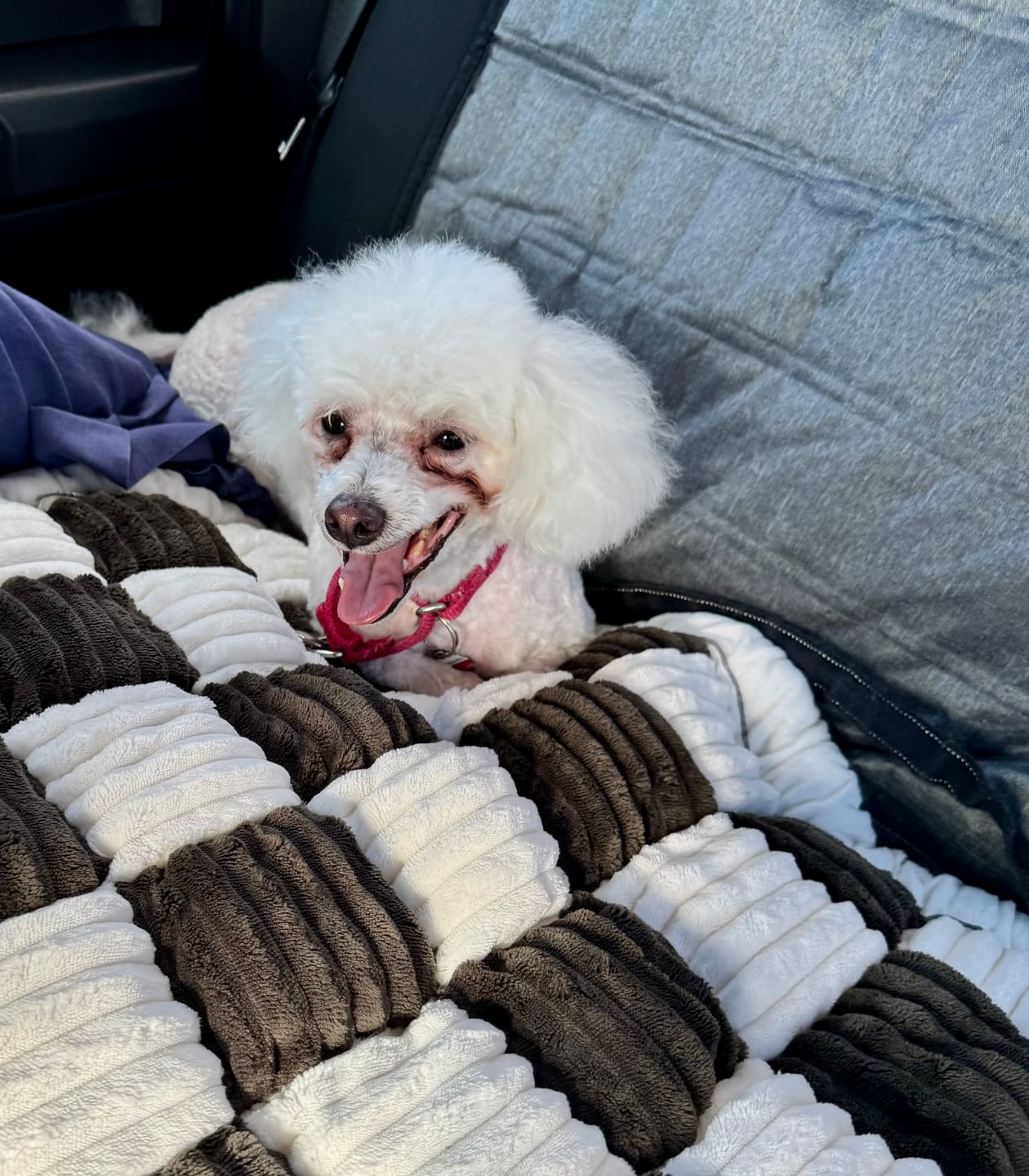 Customer photo review of Cozy Cushion™