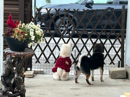 Customer photo review of FunFunPet 高機能ハーネス（お名前タグ作成サービス付き）