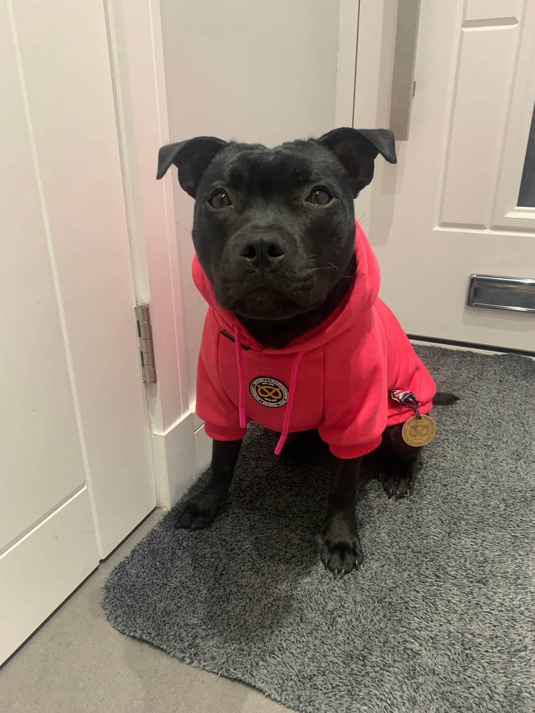 Customer photo review of Staffordshire Bull Terrier 1935® Hoodies - Fuchsia