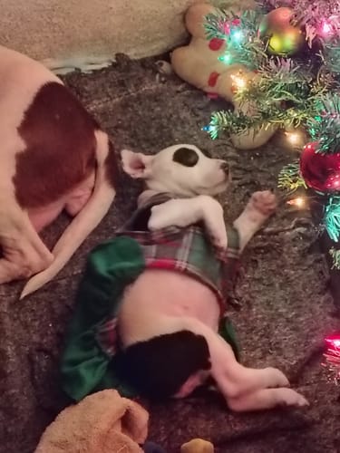 El cachorro de un cliente usando el vestido verde para mascota con un top a cuadros, acostado cerca de un árbol de Navidad.