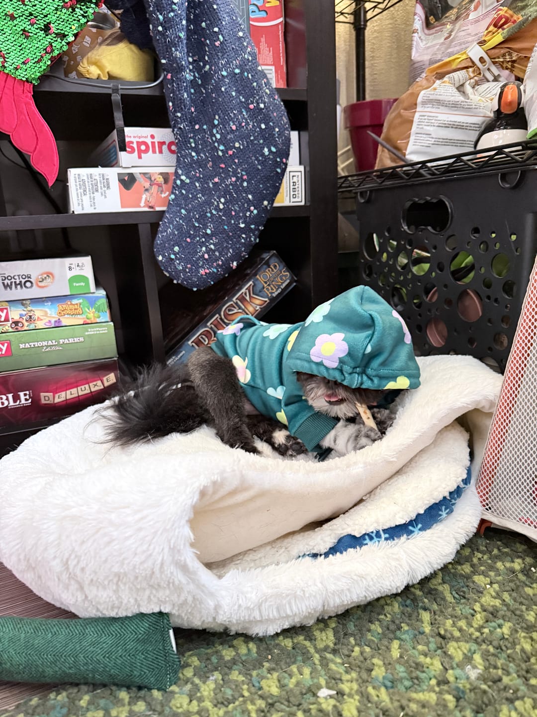 Customer photo review of Daisy Dog Hoodie - Green