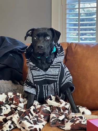 Customer photo review of Playa Poncho – Killer Whale