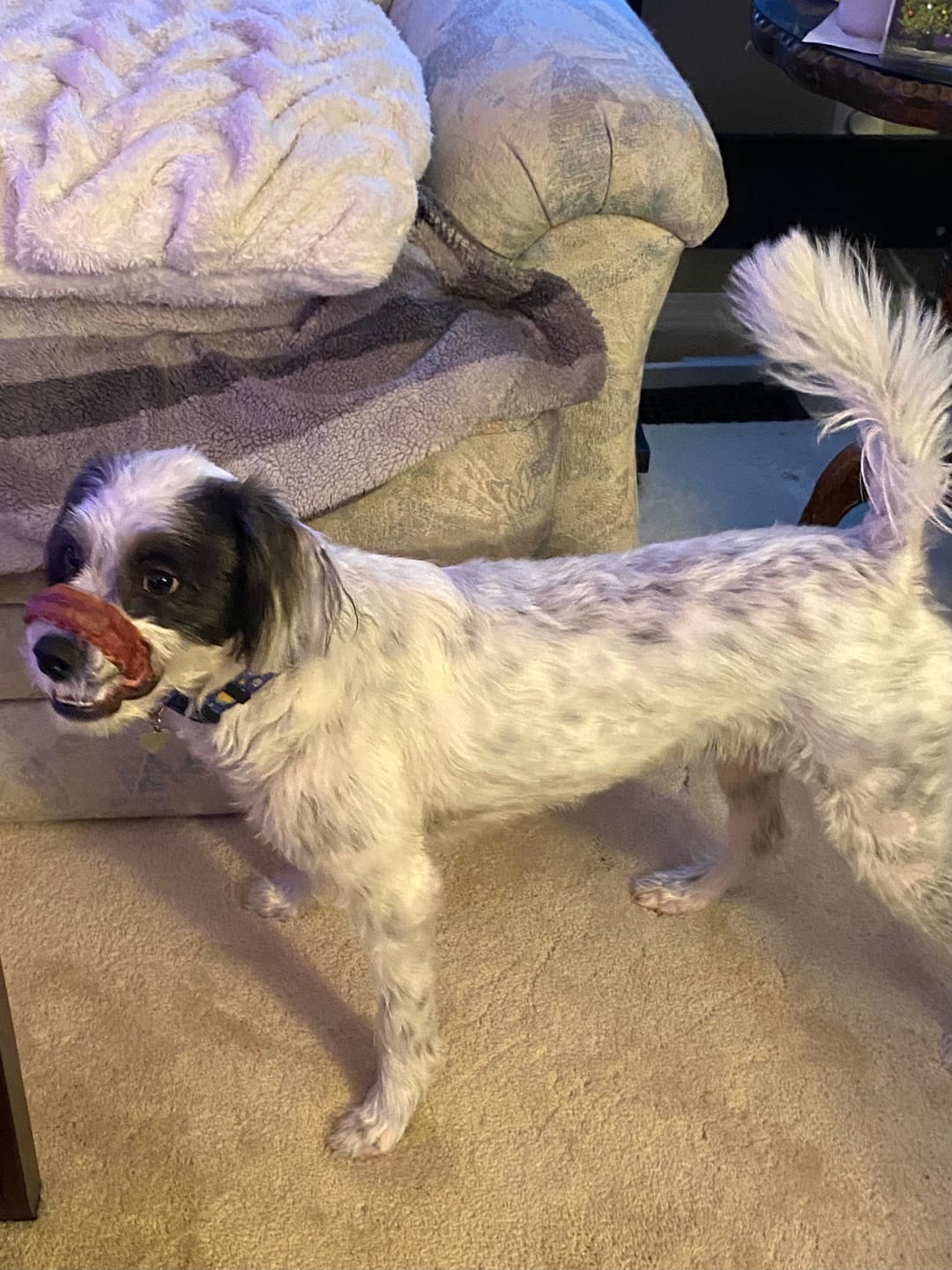 Customer photo review of Large Bully Stick Ring