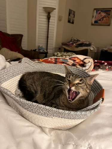 Customer photo review of Instinct Basket | Handwoven & Chemical-Free Cat Territory +4 FREE GIFTS