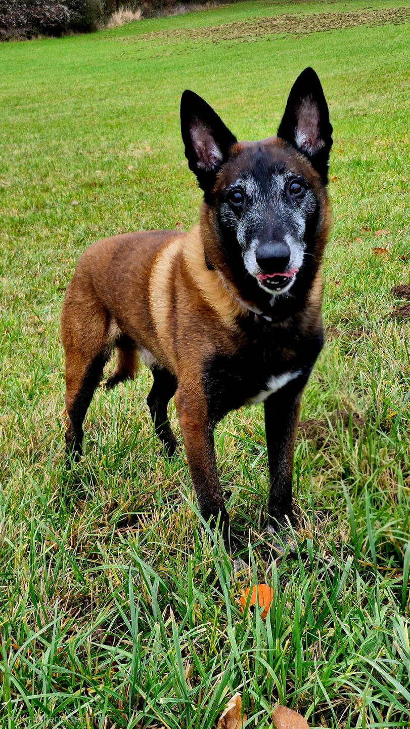 Customer photo review of Strotonin Dog Support