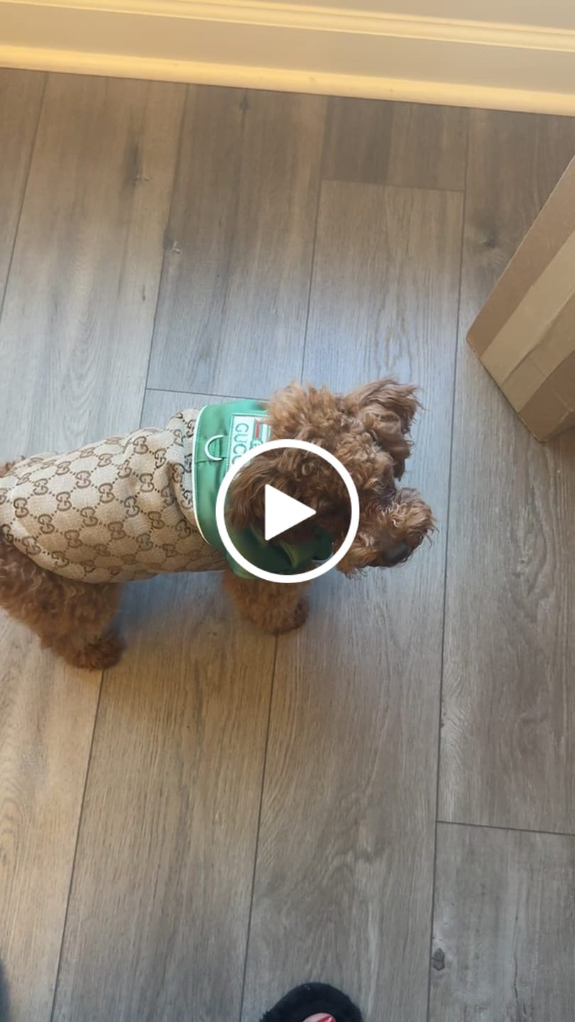Customer video review of Designer Dog Coats With Golden Leash