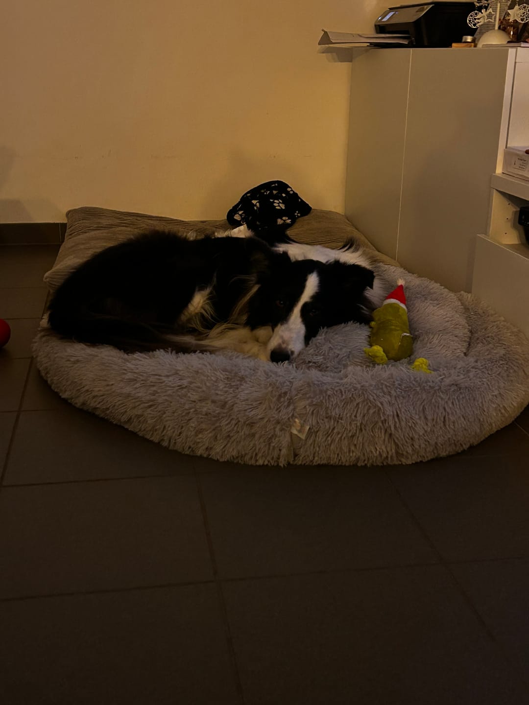 Customer photo review of Pet Perfect Fluffy Donut Hondenmand - Rond - Wasbaar