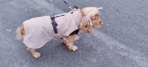Customer photo review of Riom Padded Fleece Lined Winter Dog Coat with Harness Hole