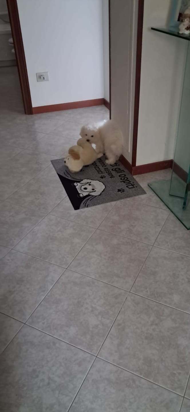 Customer photo review of Ospiti autorizzati - Zerbino personalizzato