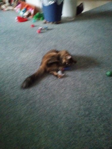 Customer's long-haired cat playing with the SPEEDY TAIL 2.0 on a gray carpet.