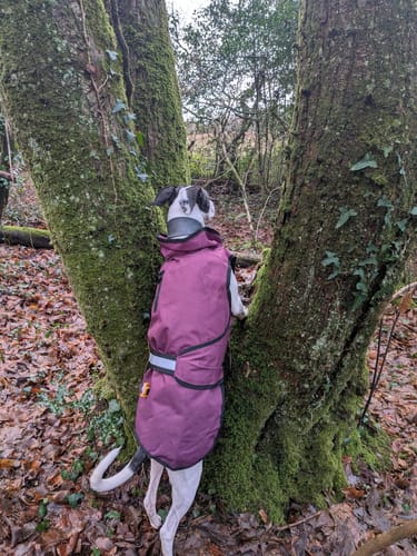 Customer photo review of 3-in-1 Dog Coat
