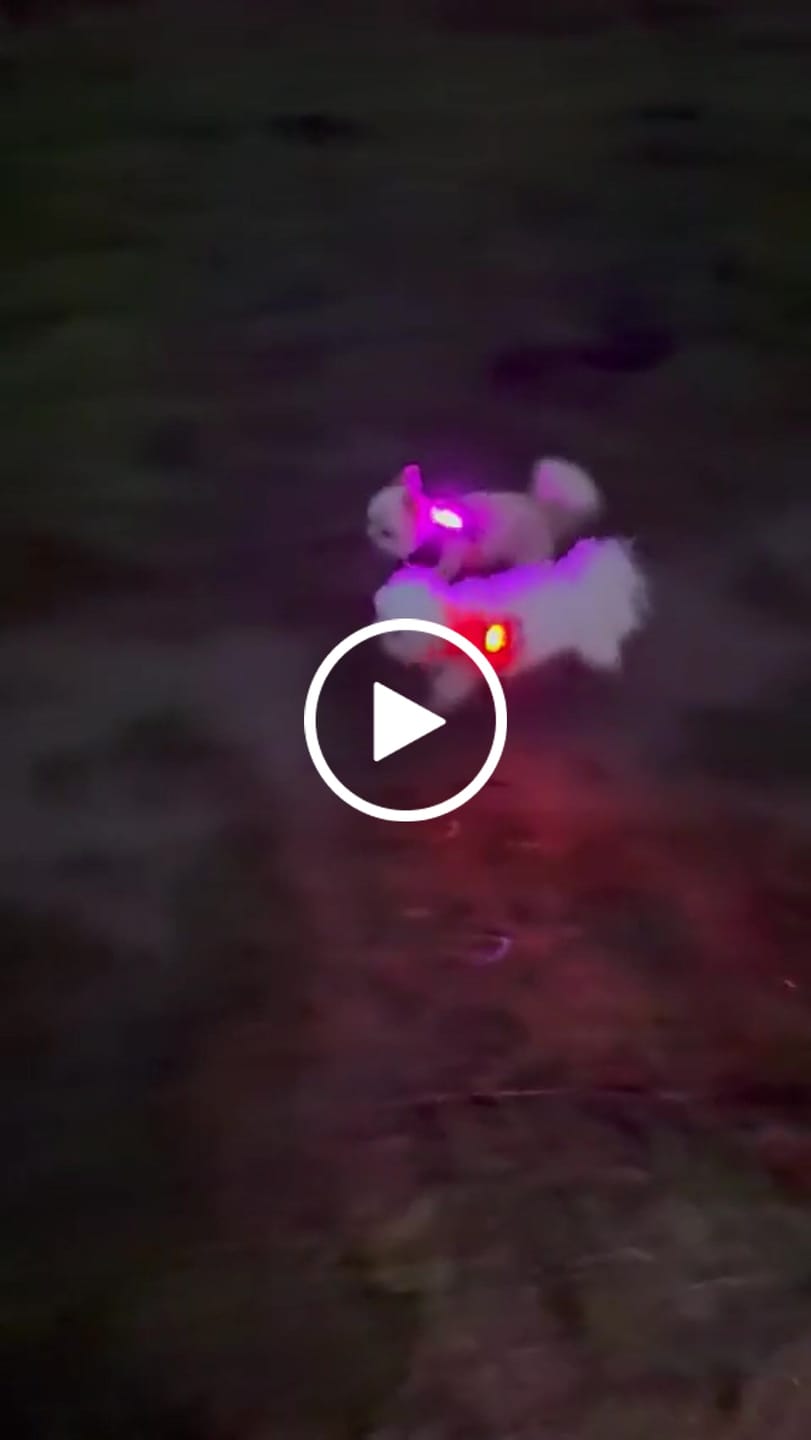 Customer video review of TrekBright® Dog Safety Light