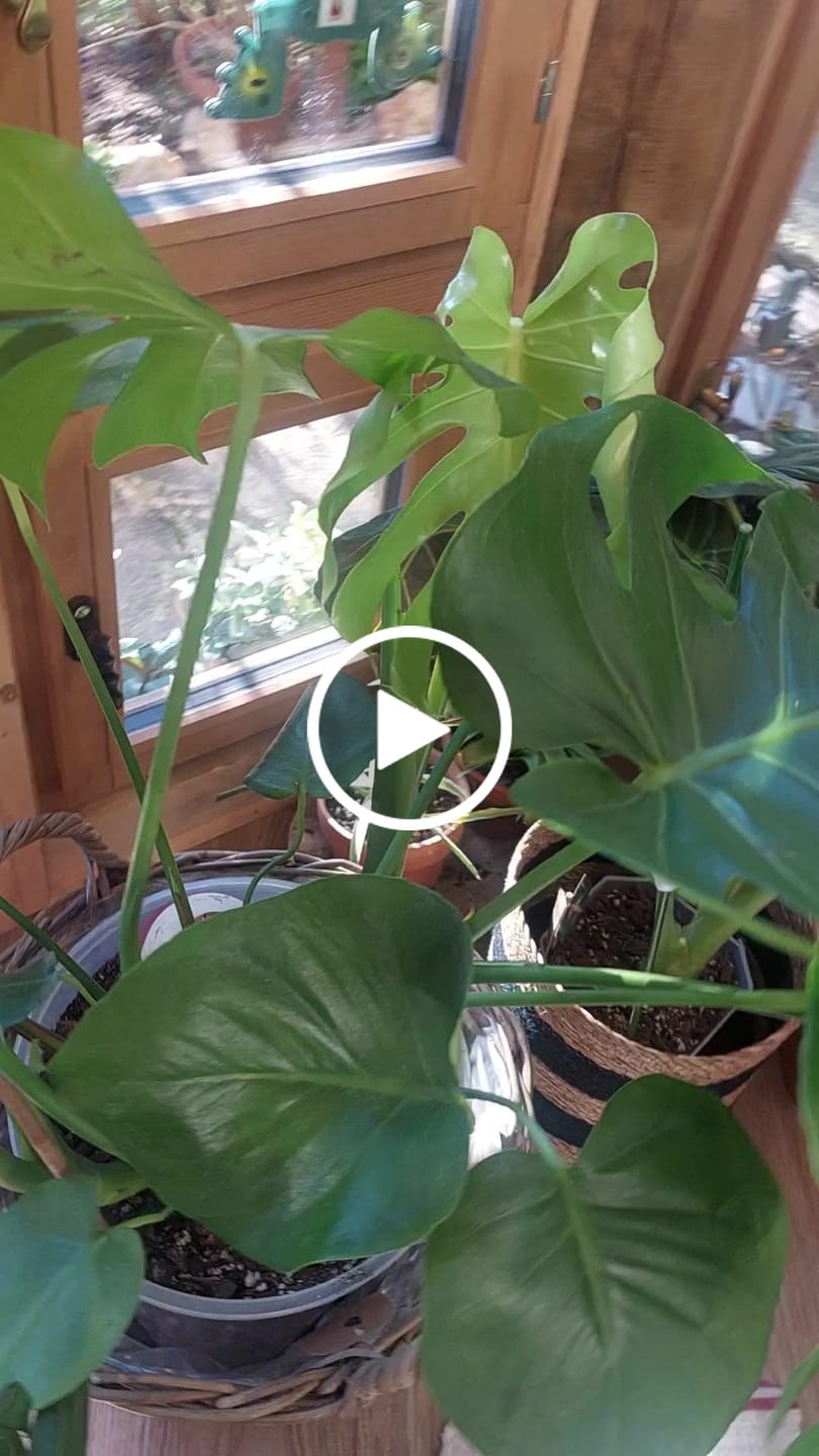 Customer video review of Aroid Mix