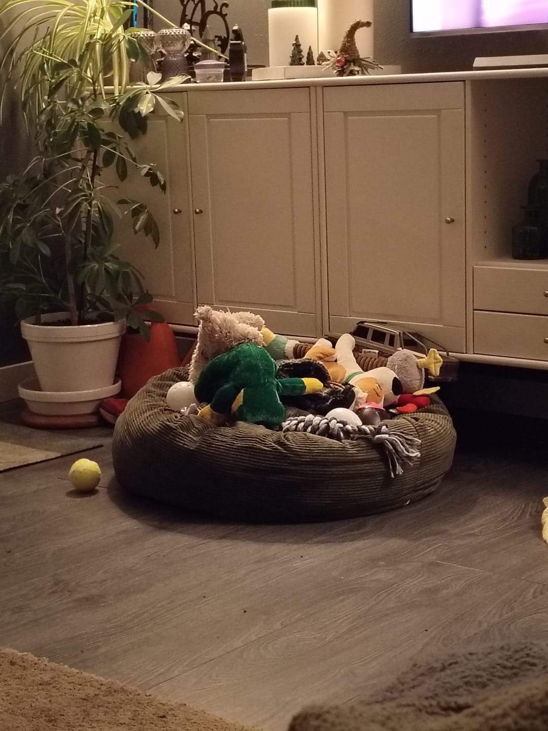 Customer photo review of Staey - Luna 3.0 Hundeseng, Moss Green Fløjl