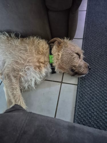 Customer photo review of FluffGuard - 12 Months Bug Free Collar