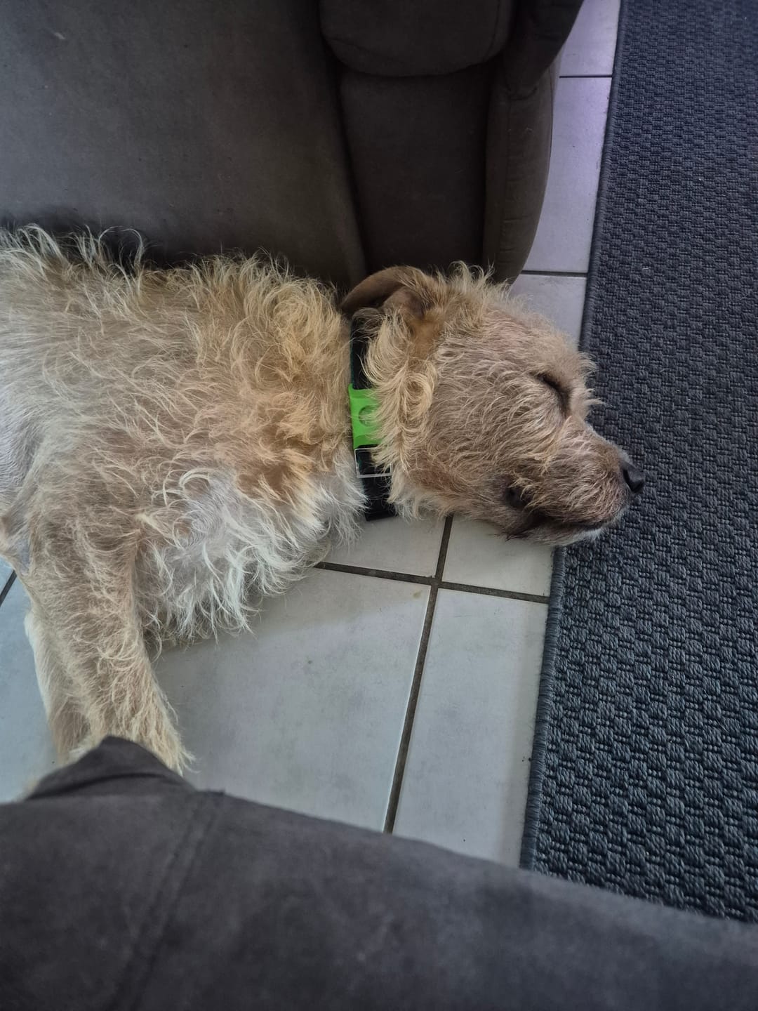 Customer photo review of FluffGuard - 12 Months Bug Free Collar