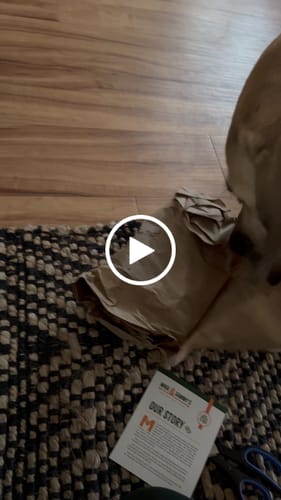 Customer video review of In Time For Christmas Large Dog Bundle