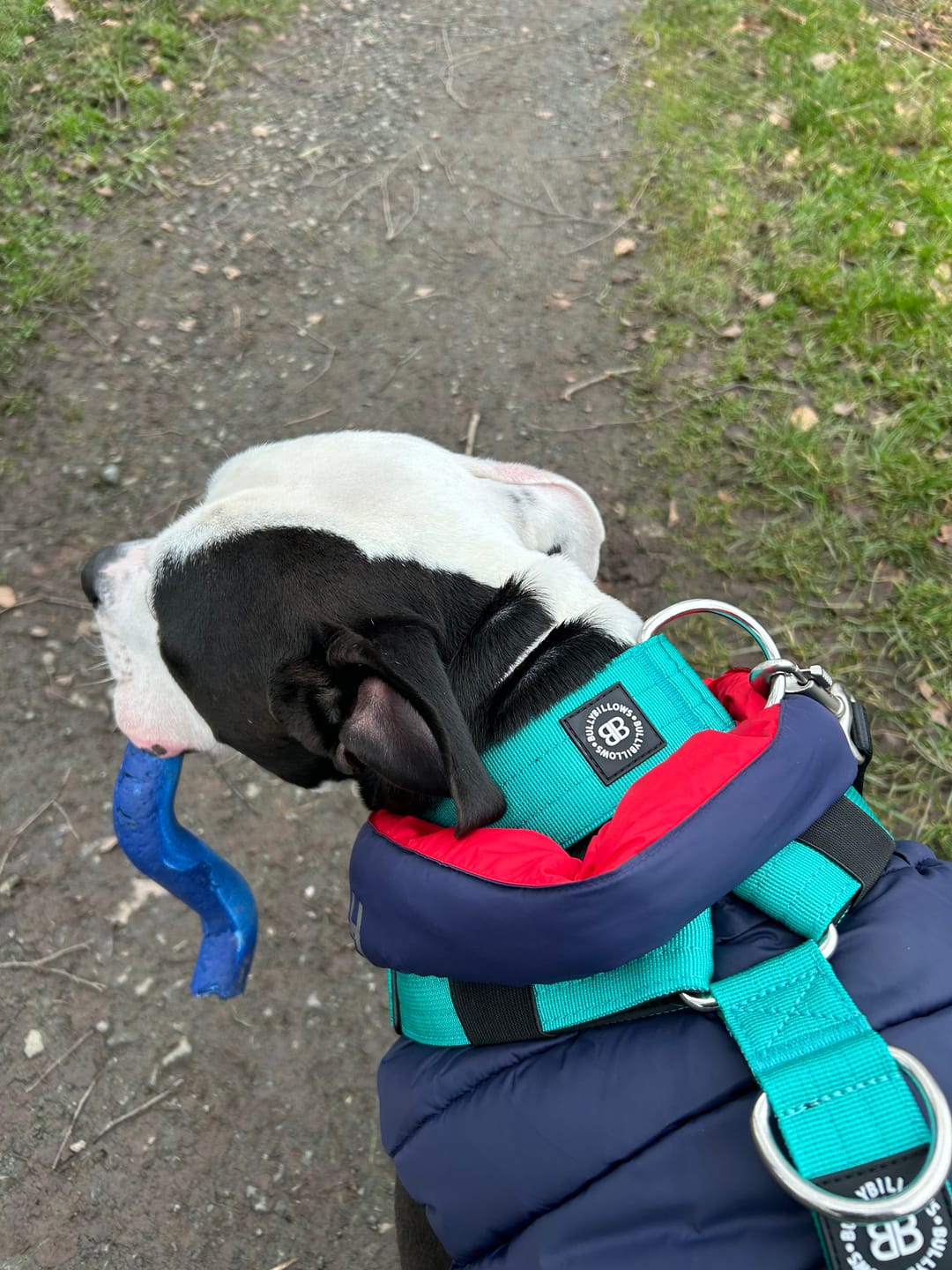 Customer photo review of 5cm Combat® Collar | NO Handle & Secure Clip - Turquoise
