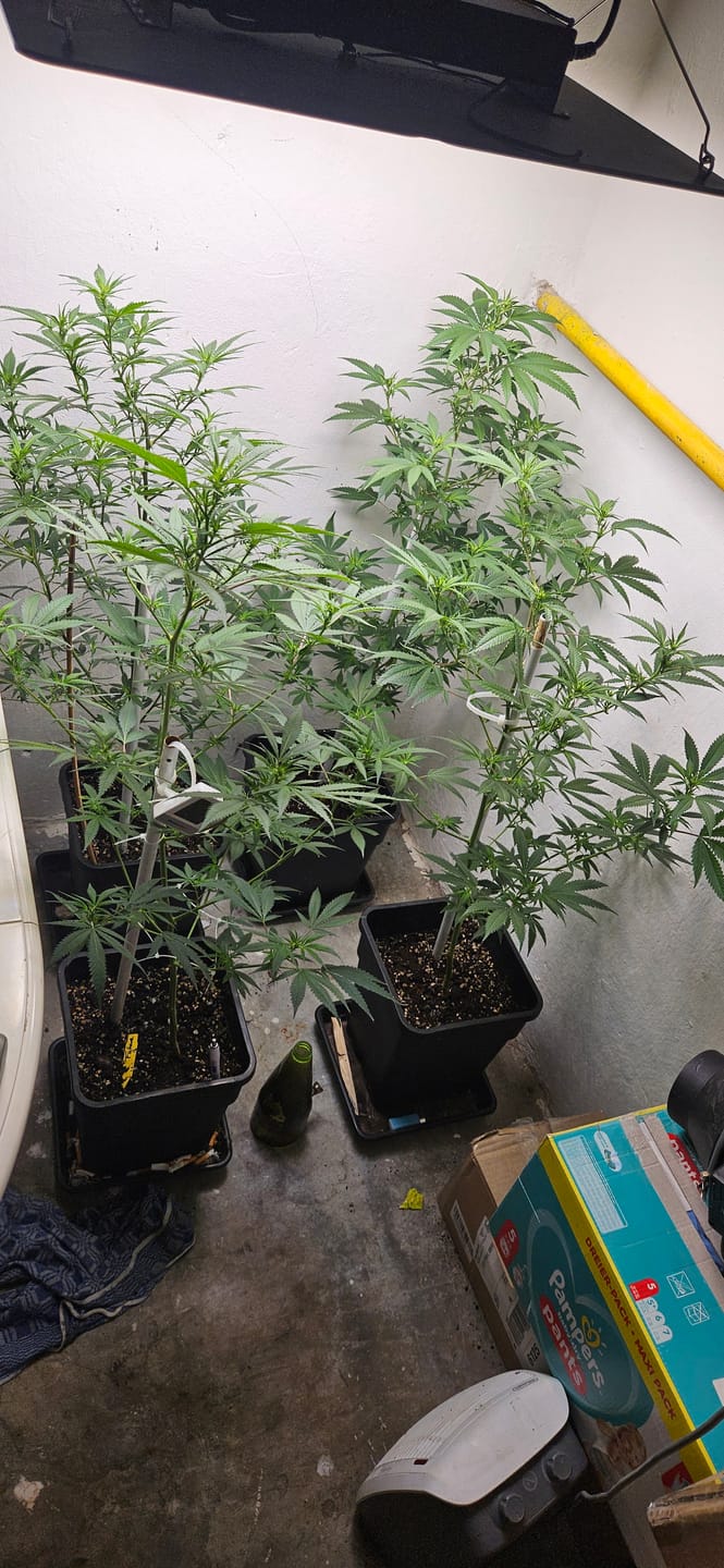 Customer photo review of Hanfstecklinge | Future Island