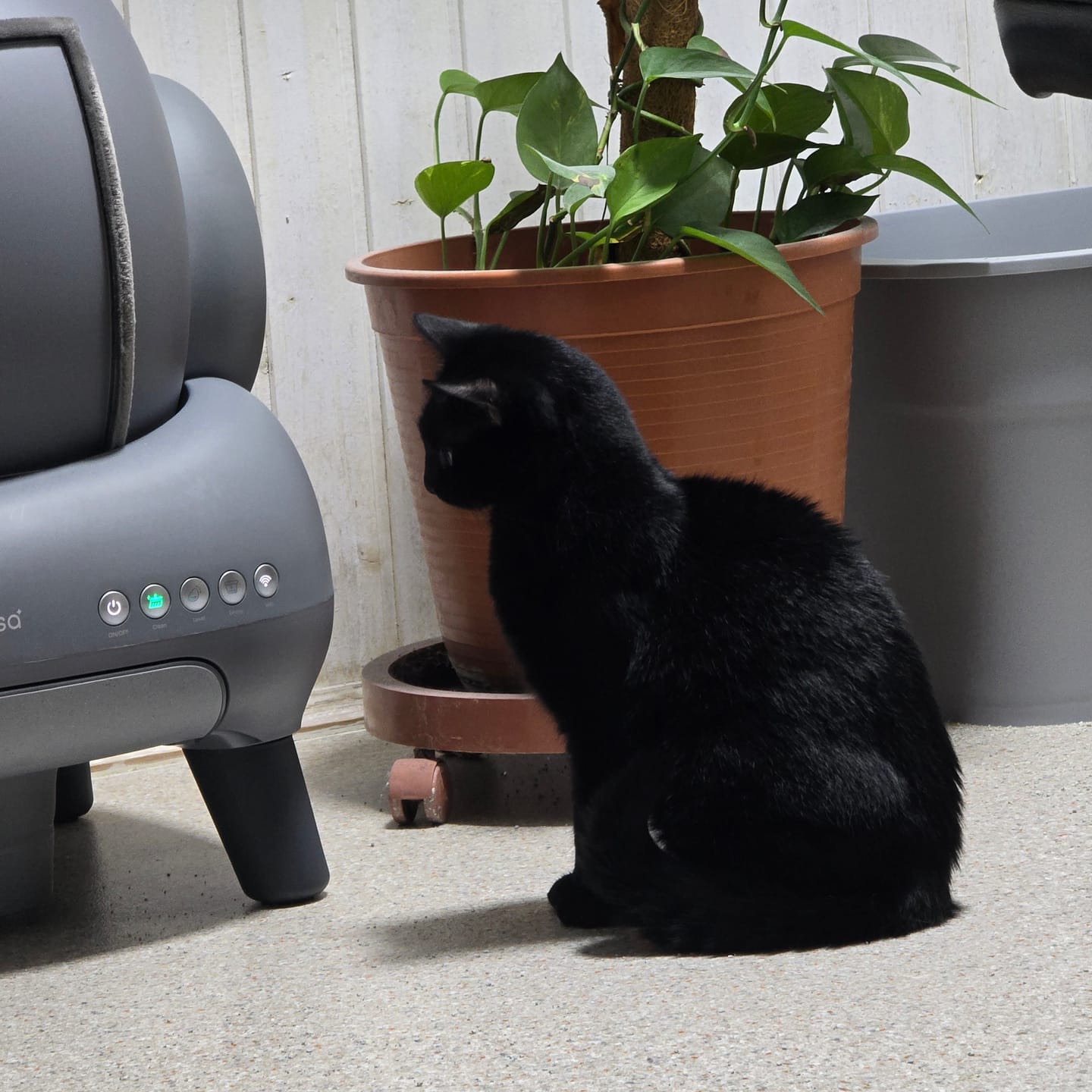 Customer photo review of Neakasa M1 Plus Selbstreinigende Katzentoilette mit offenem Design