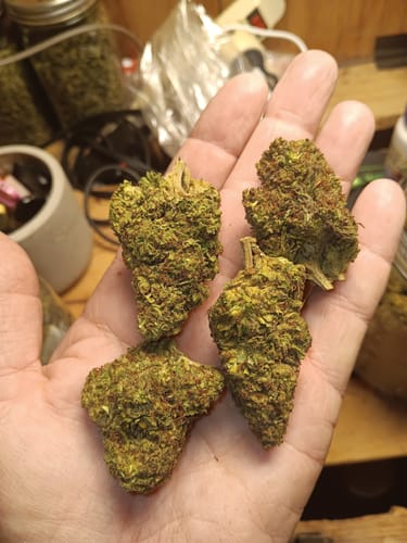 Customer photo review of Cheap THCA Flower Pound