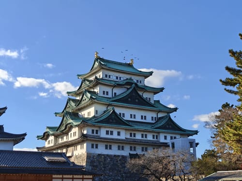 Customer photo review of Affiche Japonaise Ukiyo-e Neko Sakura