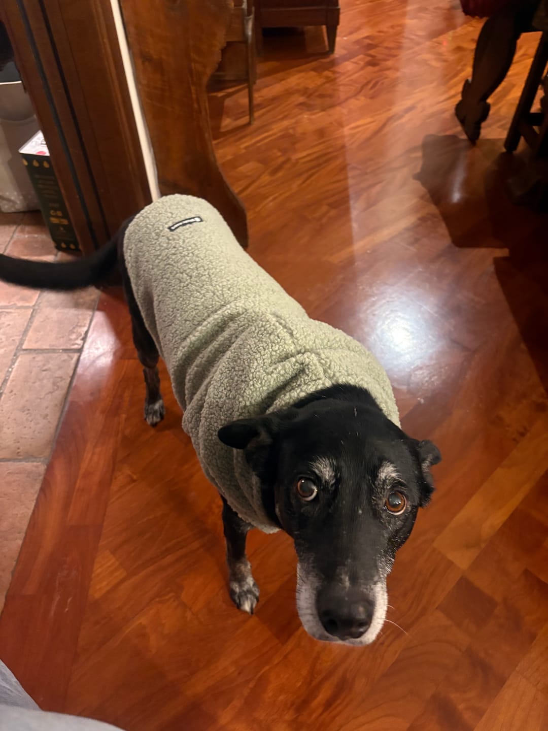 Customer photo review of Teddy Sherpa Dog Jacket - Light Green
