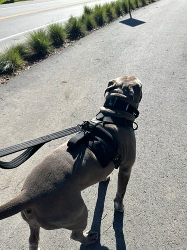 Customer photo review of No Pull Bully Proof Harness