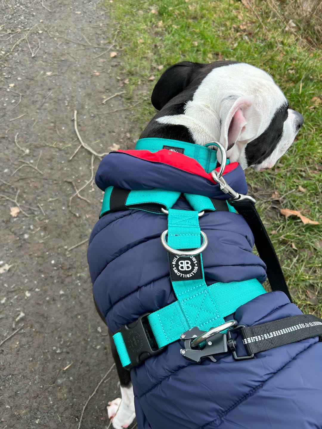 Customer photo review of Training Anti Pull TRI-Harness® | M-XL Breeds - Turquoise