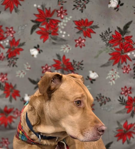 Customer photo review of Mistletoe and Holly Wide 108" gray floral backing for Swoon quilt, 2.5 yards