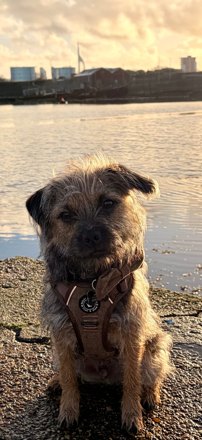 Customer photo review of Trail & Glow Tweed Dog Harness - Oxford Tweed