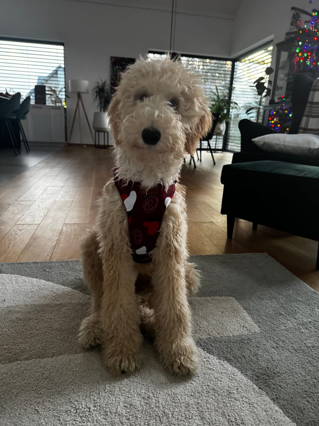 Customer photo review of Szelki bezuciskowe "Abstract Red" - czarne okucia