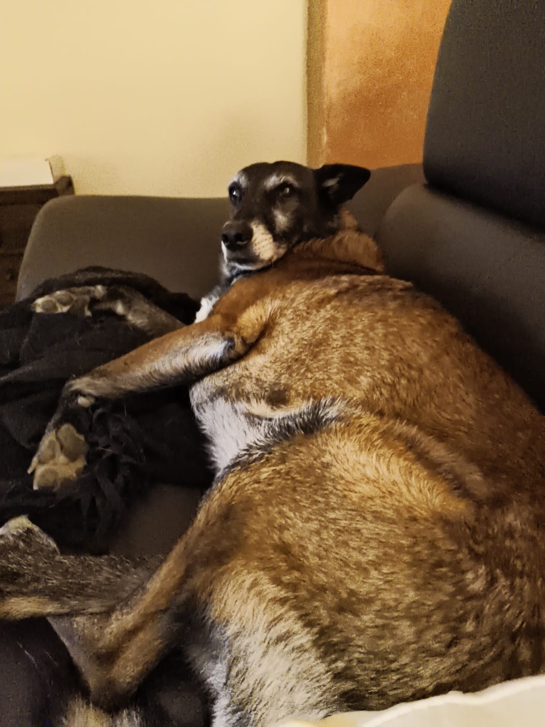 Customer photo review of Croquettes Volaille & Légumes - Chien Sénior