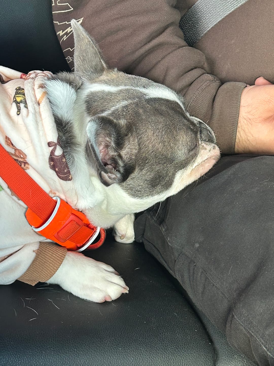 Customer photo review of Rodeo Dog Hoodie