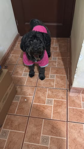 Customer photo review of Collar con Placa Hot Pink