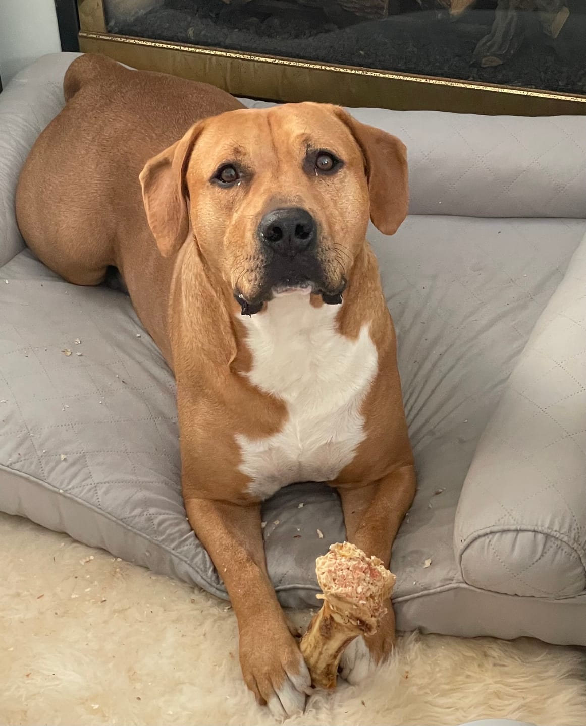 Customer photo review of Large Ostrich Cane (11.5" x 5"): The Ultimate Long-Lasting Chew for Medium, Large & XL Dogs
