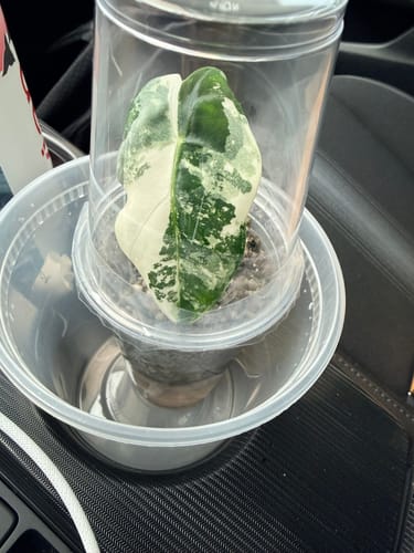 Reviewer's Philodendron Pink Princess plant with a prominent variegated leaf, shown inside its clear protective packaging.