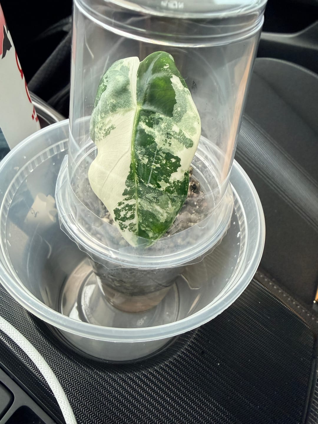 Customer photo review of Philodendron Pink Princess - 4"