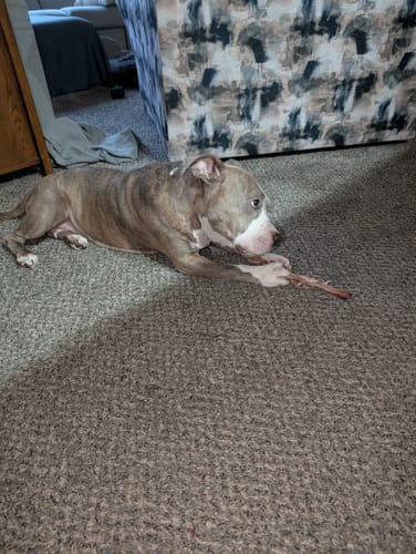 Customer photo review of Ostrich Tendon Twister (16" x 2.5" x 1"): The Satisfying, All-Natural Chew for Dental Health & Joint Support