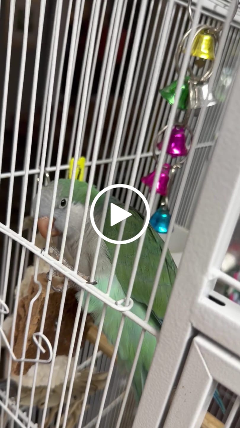 Customer video review of Sola Roller by Cheep Thrills Bird Toys