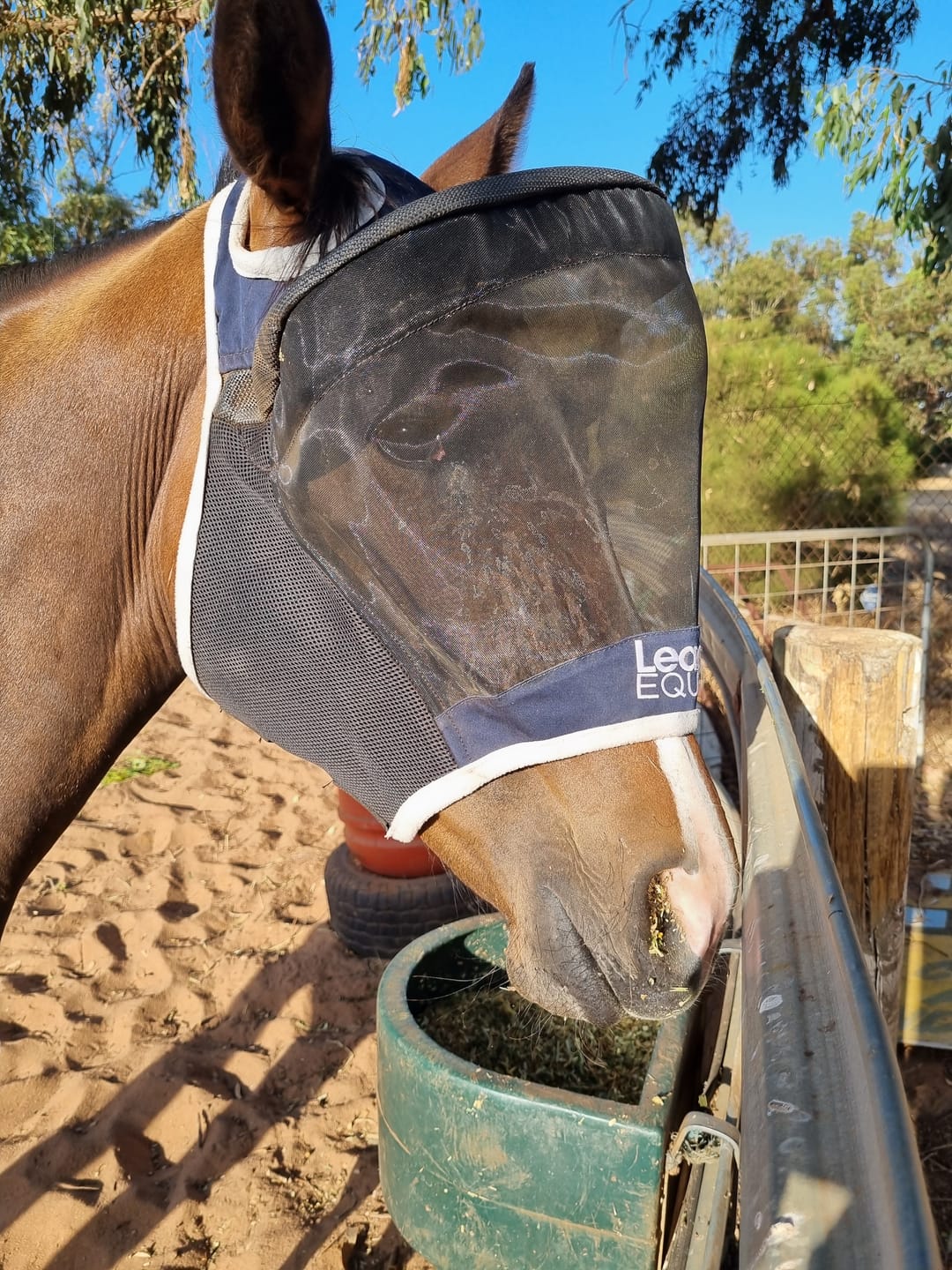 Customer photo review of LE Outback Flymask Original