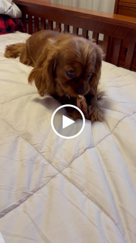 Customer video review of Chewy Ostrich Knee Tendon: The Satisfying, Joint-Supporting Chew