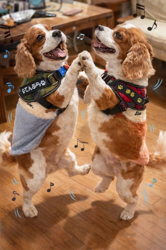 Customer photo review of FunFunPet 高機能ハーネス（お名前タグ作成サービス付き）