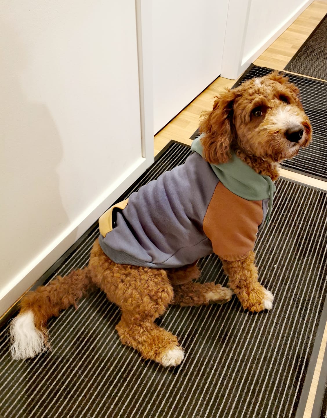 Customer photo review of Alpine Dog Hoodie
